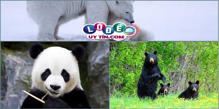 Mơ thấy gấu đánh con gì, có điềm báo gì?