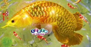 Mơ thấy cá chép đánh con gì, là điềm báo gì?