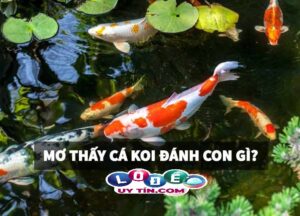 Điểm báo nằm mơ thấy cá koi là gì, đánh con gì?