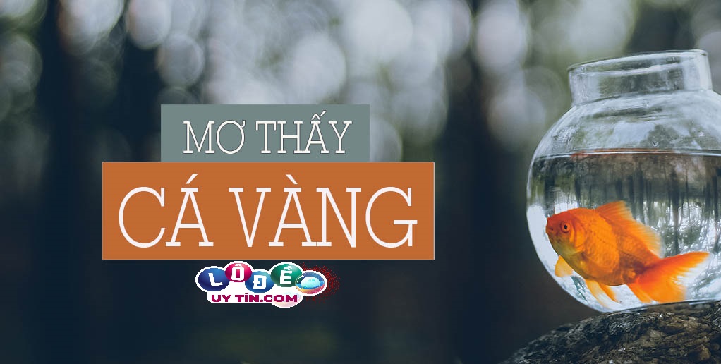 Mơ thấy cá vàng có ý nghĩa gì, đánh con gì?