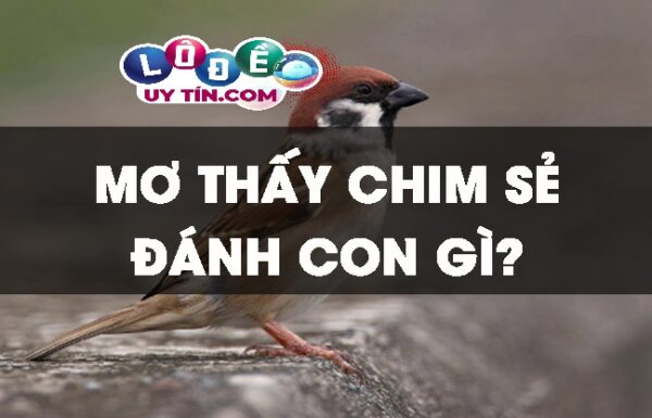 Mơ thấy chim sẻ đánh con gì? Ý nghĩa giấc mơ thấy chim sẻ 1 Mơ thấy chim sẻ đánh con gì? Ý nghĩa giấc mơ thấy chim sẻ
