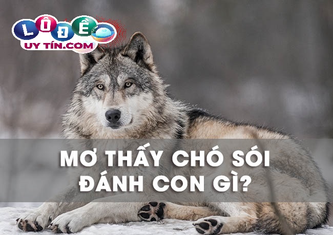 Giải mã ý nghĩa giấc mơ thấy chó sói đánh con gì trúng lớn?