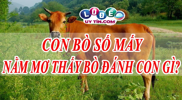 Giải mã giấc mơ thấy bò đánh con gì? Điềm báo lành hay dữ? 1 Giải mã giấc mơ thấy bò đánh con gì? Điềm báo lành hay dữ?