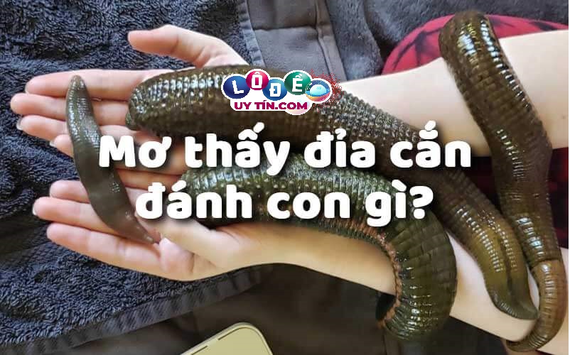 Mơ thấy con đỉa cắn đánh con gì may mắn? 1 Mơ thấy con đỉa cắn đánh con gì may mắn?