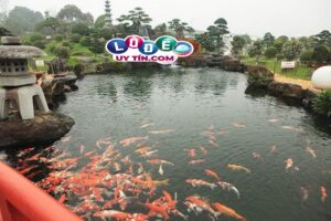 Giải mã mơ thấy cá bơi trong nước đánh con gì