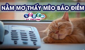 Mơ thấy mèo con là điềm gì, nên đánh con gì?
