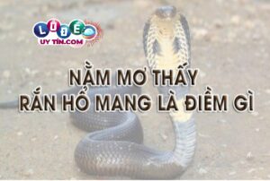 Giải mã điềm báo nằm mơ thấy rắn hổ mang đánh con gì
