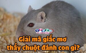 Mơ thấy chuột đánh số gì, mang điềm báo gì?