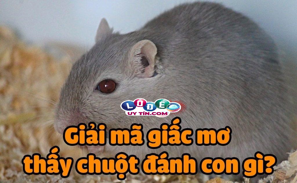 Mơ thấy chuột đánh số gì, mang điềm báo gì?