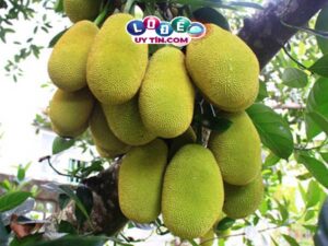 Chiêm bao mơ thấy quả mít có ý nghĩa gì? Đánh số gì rực rỡ?