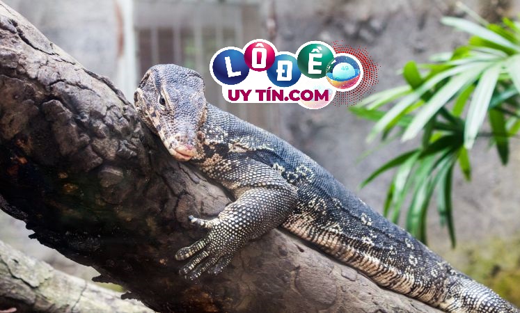 Mơ thấy kỳ đà là điềm báo gì? Đánh số nào dễ ăn?