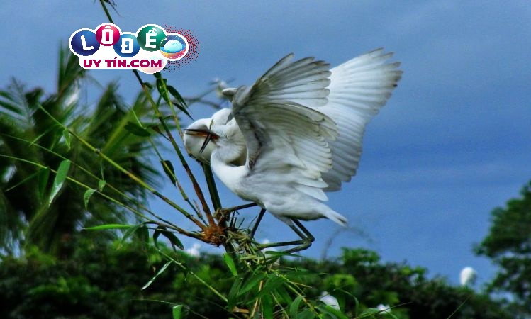 Mơ thấy con cò có ý nghĩa gì ? Con số nào may mắn?