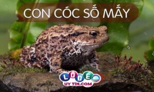 Mơ thấy cóc có ý nghĩa gì, đánh con gì để trúng?